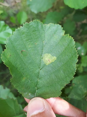 Phyllonorycter stettinensis