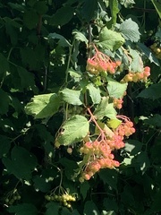 Viburnum edule