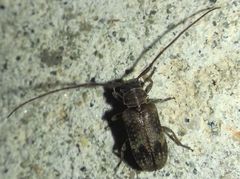 Exocentrus adspersus