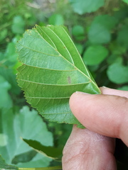 Phyllonorycter stettinensis