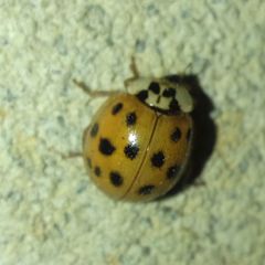 Harmonia axyridis