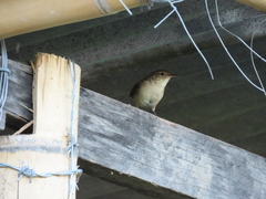 Troglodytes aedon striatulus