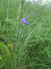 Lathyrus cyaneus