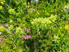 Castilleja chrysantha