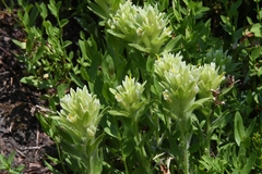 Castilleja chrysantha
