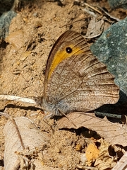 Hyponephele lupinus