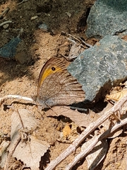Hyponephele lupinus