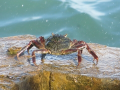 Grapsus