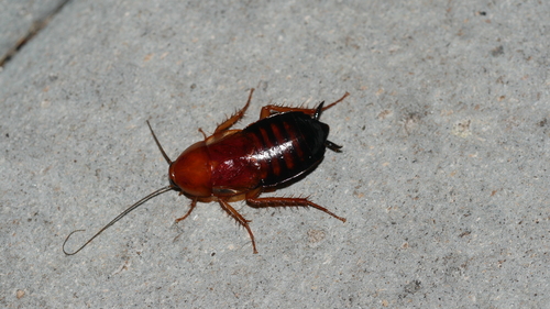 Broad Wood Cockroach photo 3