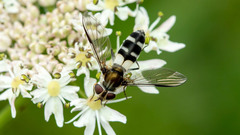 Leucozona laternaria