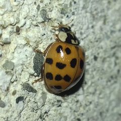 Harmonia axyridis