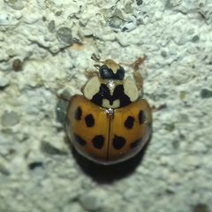 Harmonia axyridis