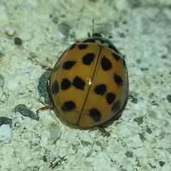 Harmonia axyridis