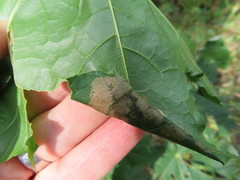 Caloptilia hemidactylella