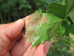 Caloptilia hemidactylella