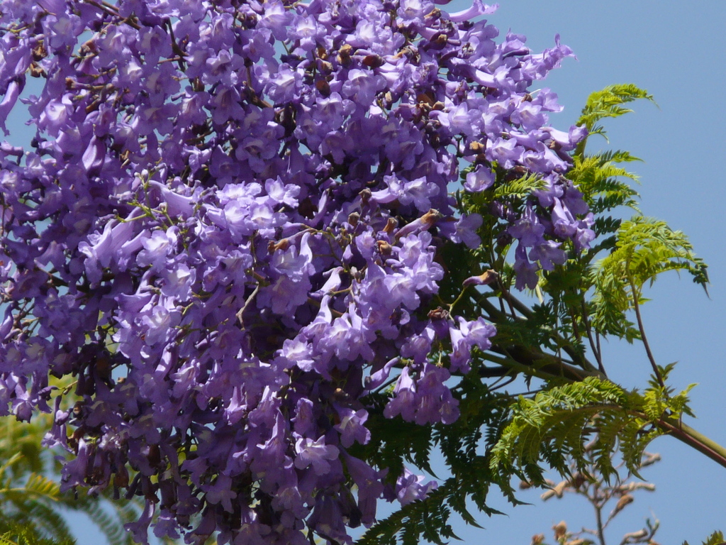 Jacaranda obtusifolia (Flora Singapore List J) · iNaturalist