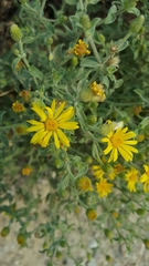 Heterotheca hirsuta