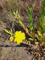 Oenothera rubricaulis