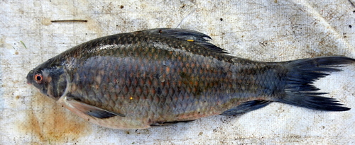 Black rohu (Labeo calbasu) — Cyprinidae — 2