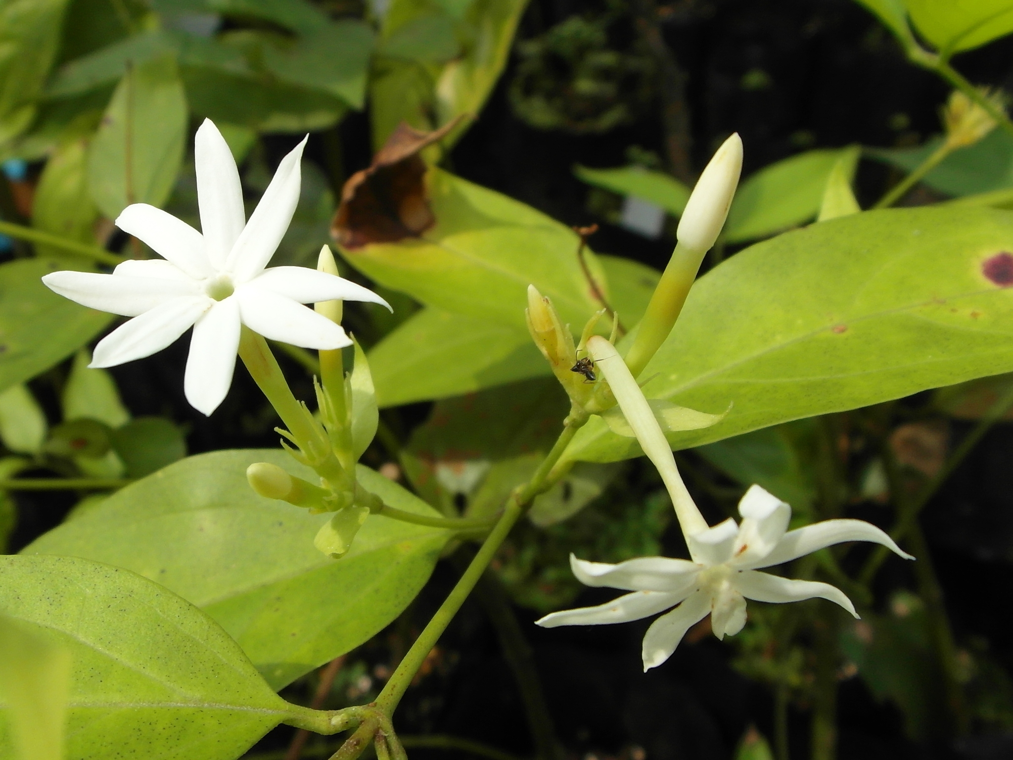 Jasminum elongatum