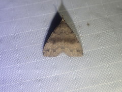 Phalaenostola eumelusalis