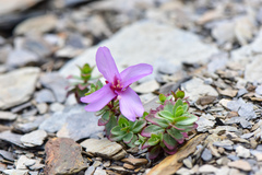 Epilobium nankotaizanense