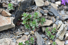 Epilobium nankotaizanense