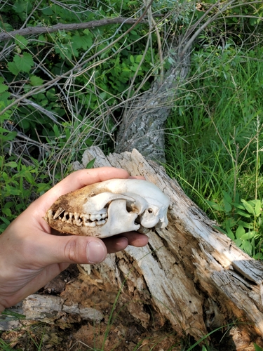 Common Raccoon photographed in Nebraska