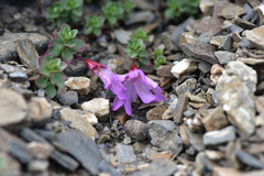 Epilobium nankotaizanense