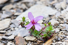 Epilobium nankotaizanense