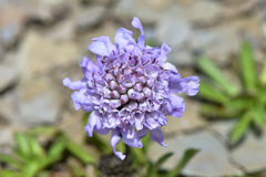 Scabiosa lacerifolia