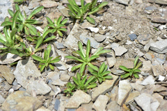 Scabiosa lacerifolia