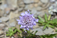 Scabiosa lacerifolia