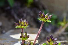 Chaerophyllum taiwanianum