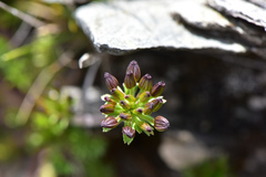 Chaerophyllum taiwanianum