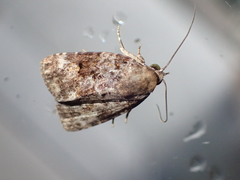 Bleninina