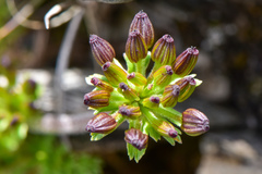 Chaerophyllum taiwanianum