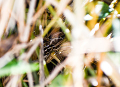 Lycosa erythrognatha