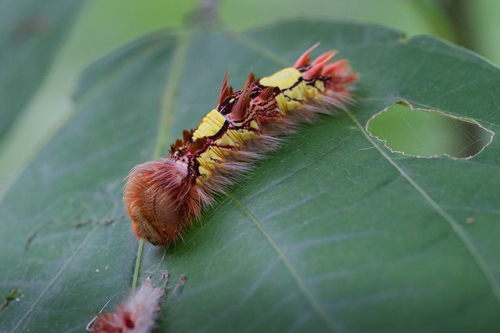 Common Morpho
