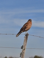 Daptrius chimango