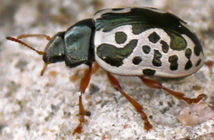 Calligrapha ignota