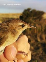 Locustella luscinioides