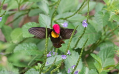 Chrysolampis mosquitus