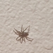 photo of Western Parson Spider (Herpyllus propinquus)