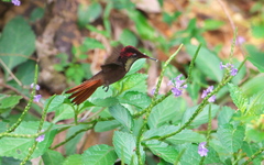 Chrysolampis mosquitus