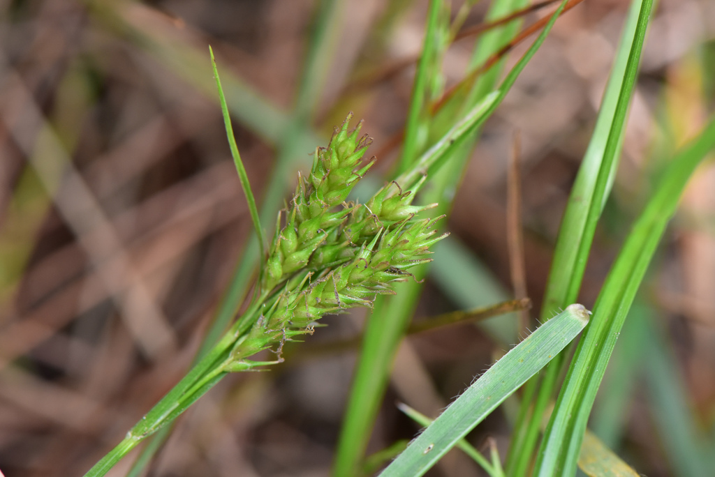 Carex liui
