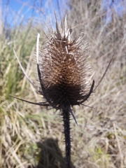 Dipsacus fullonum