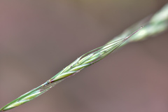 Elymus tsukushiensis