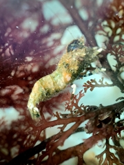 Spirontocaris prionota