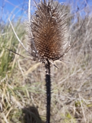 Dipsacus fullonum